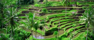 best-things-to-do-in-ubud-bali